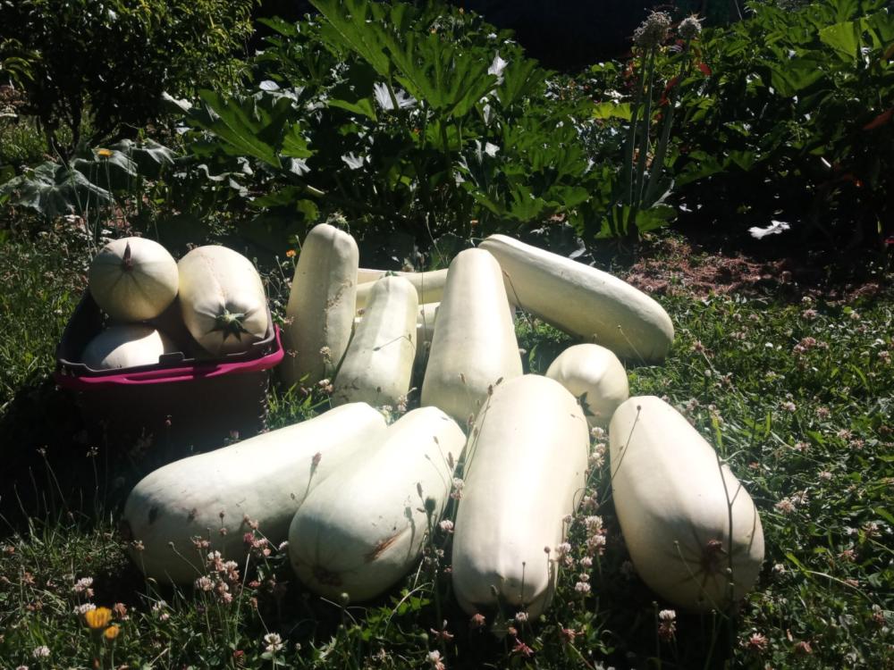 courgettes
