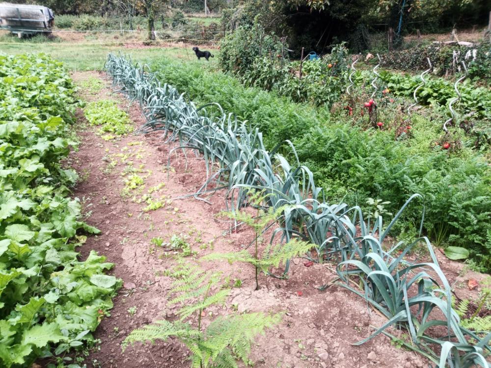 grand-potager