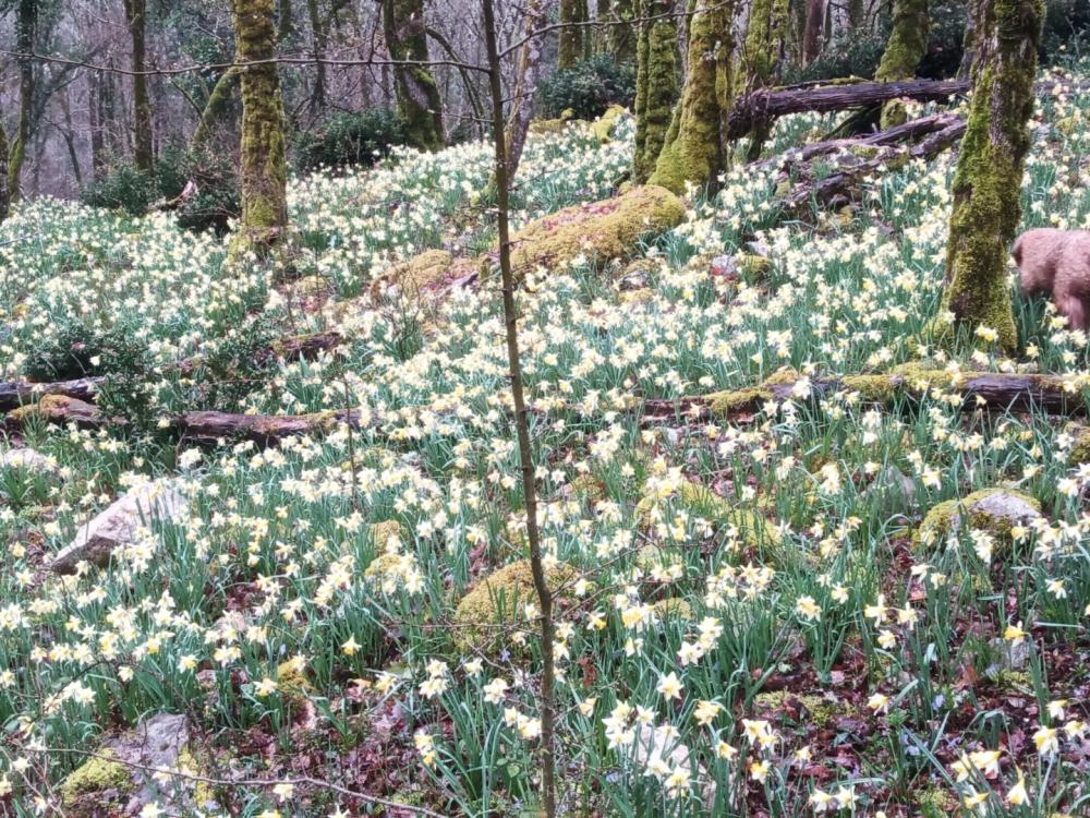 jonquilles