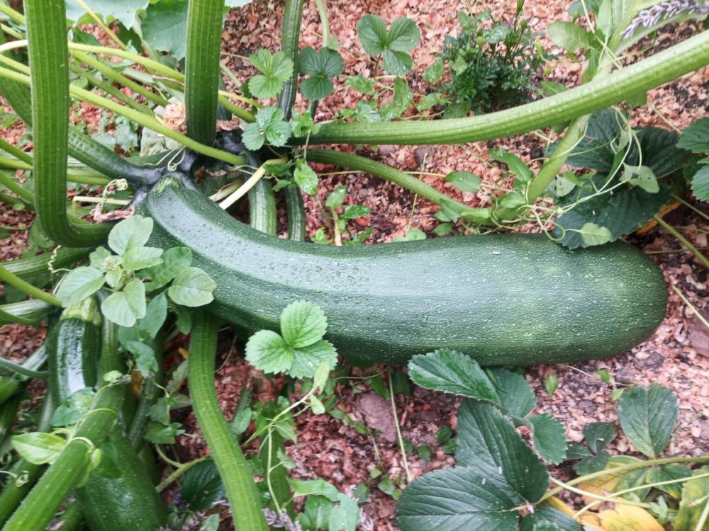 courgettes-vertes