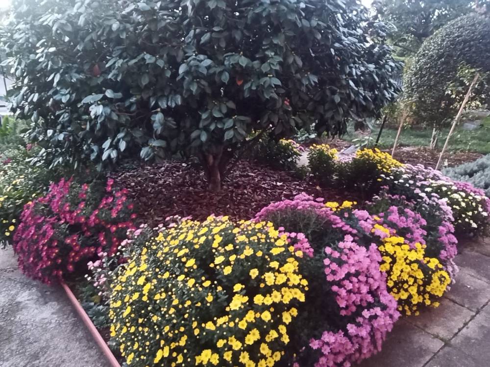buissons-fleurs