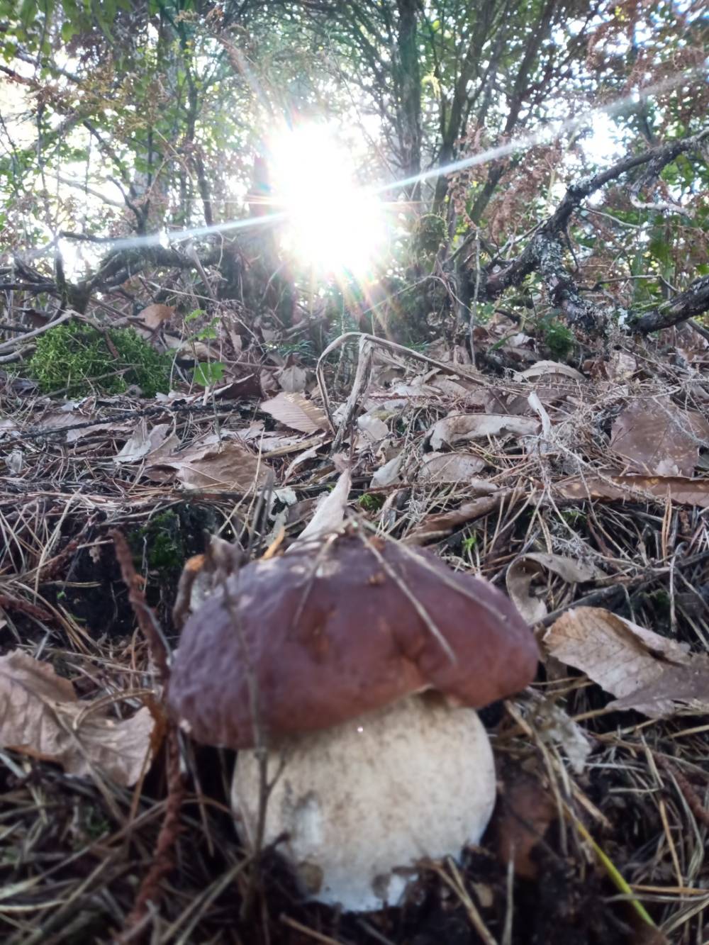 champignon