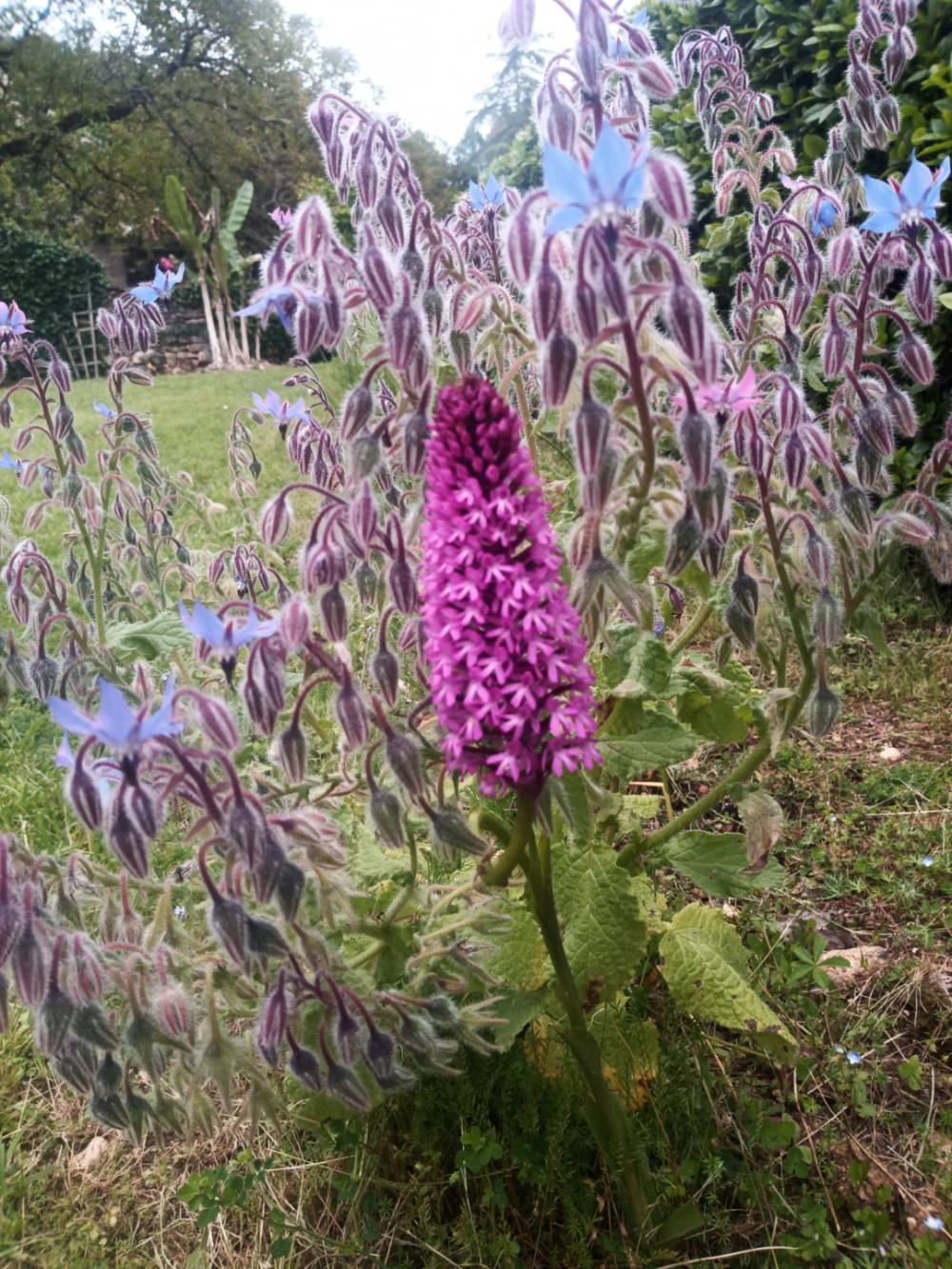 fleur-violette