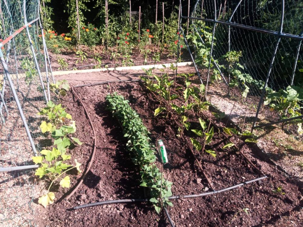 jardin-potager-plants