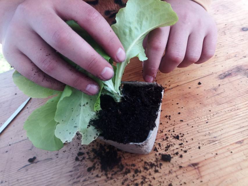 mise-en-pot