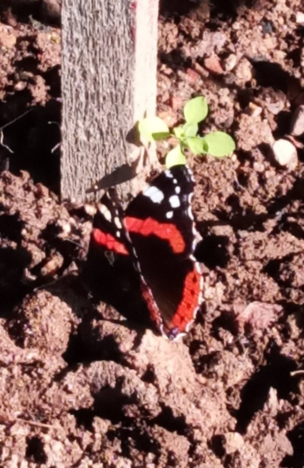 papillon