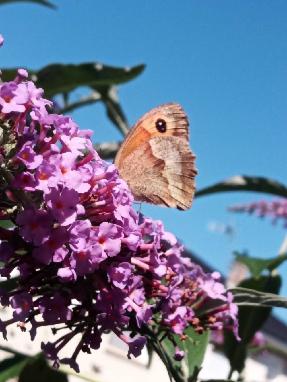 papillon-fleur-rose