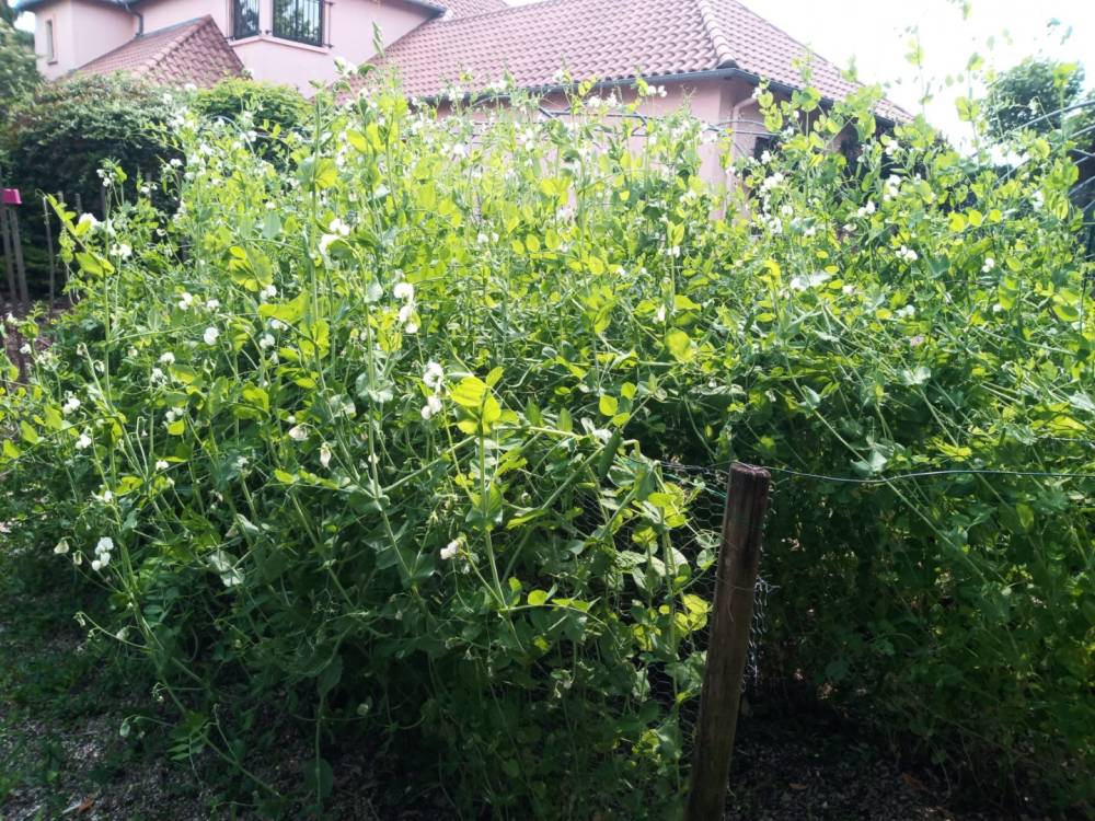 plantes