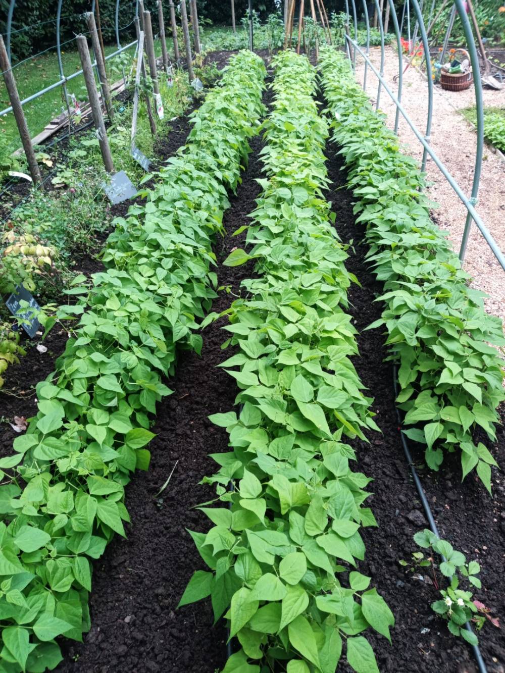 potager