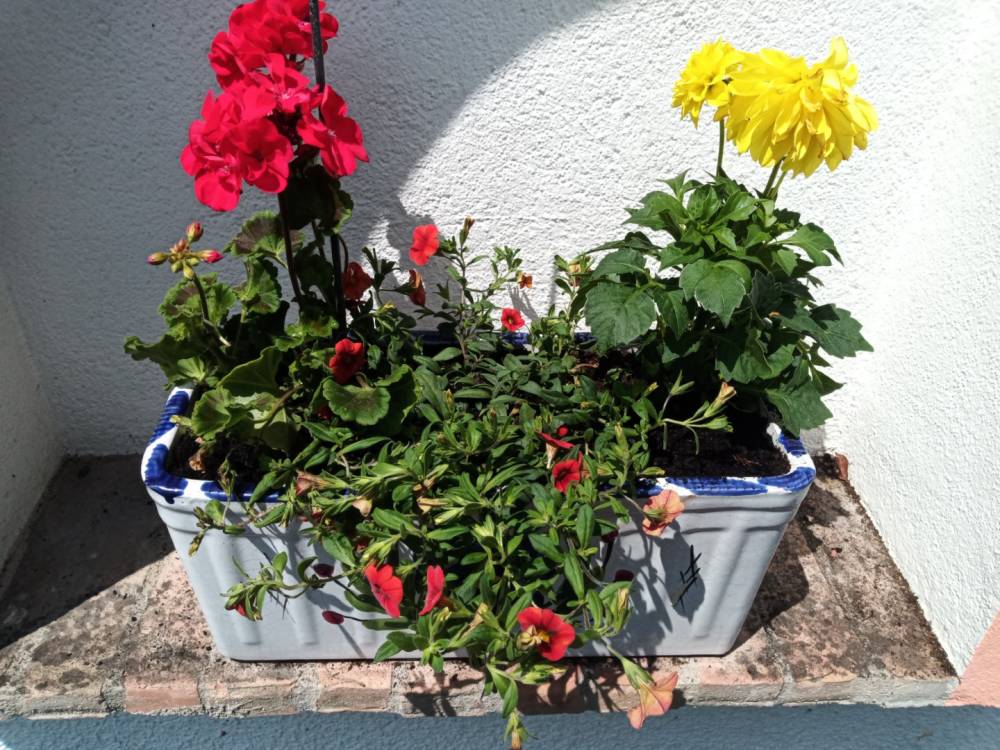 pot-fleurs-jaunes-rouges