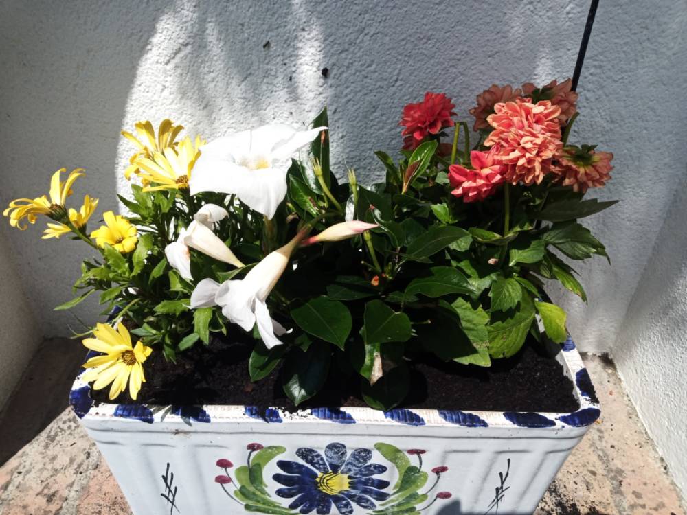 pot-fleurs-jaunes-rouges-blanche