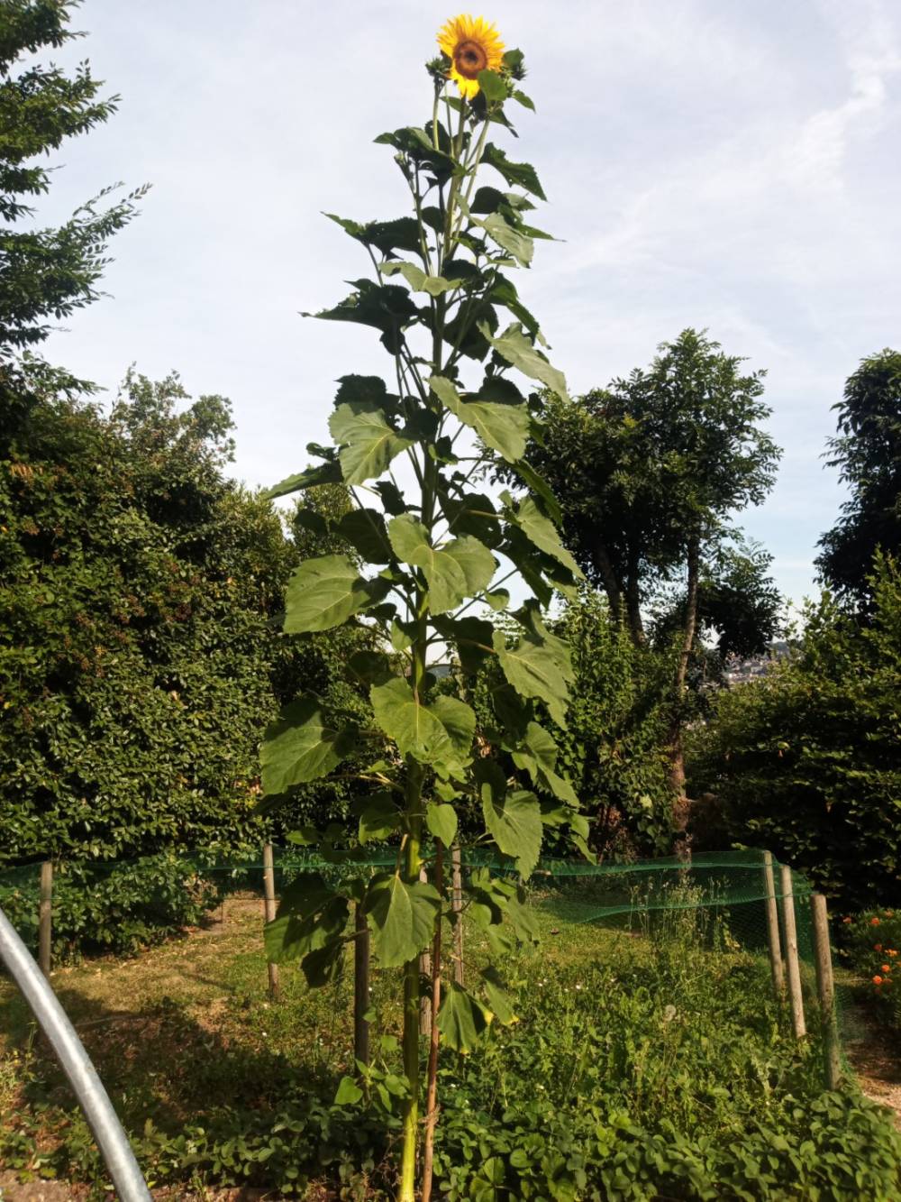 tournesol