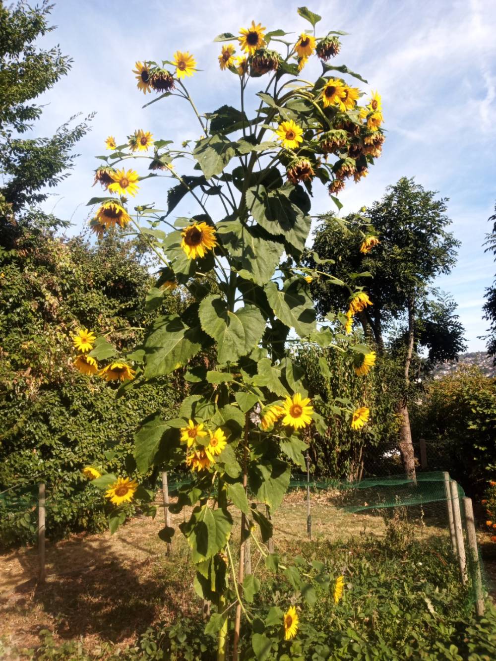 tournesols